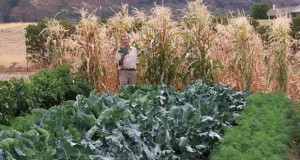 Home Gardening – Having Your Own Beautiful Home Garden With Successful Home Gardening