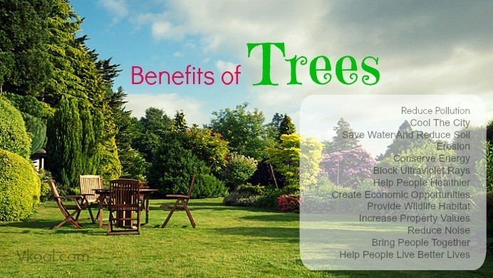 12 Health and environmental benefits of trees