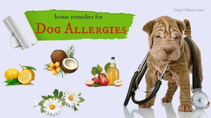 Top 10 Natural Home Remedies For Dog Allergies