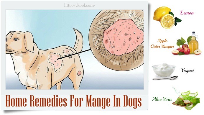 Home Remedies for Mange | Cats and Dogs | FULL GUIDE