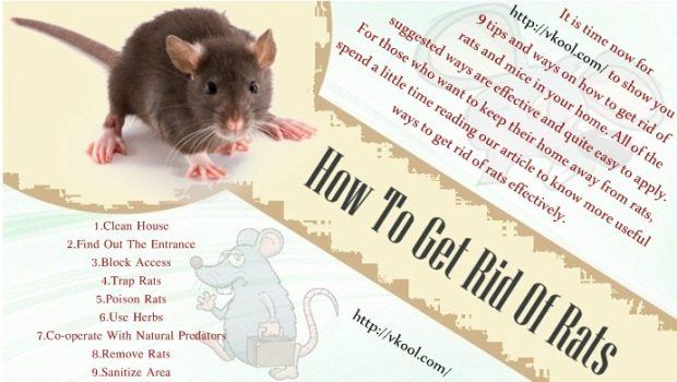9 Tips And Ways How To Get Rid Of Rats And Mice In Your Home