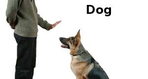 self help dog training review