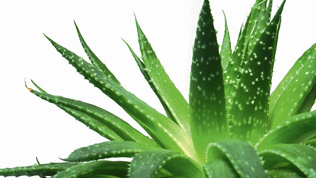 aloe your miracle doctor treatment