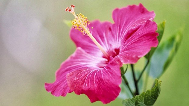 Hibiscus