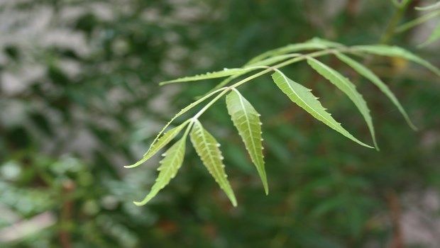  margosa leaves