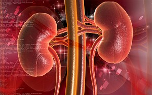 kidney health tips guide