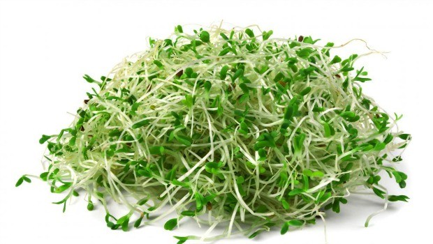 raw sprouts download