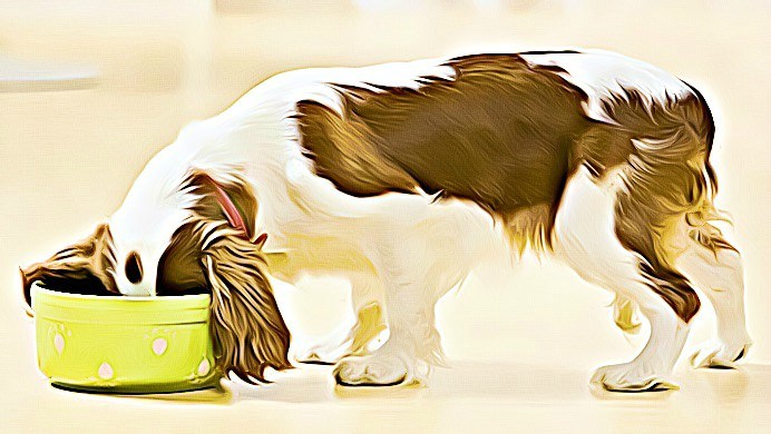 healthy foods for dogs review