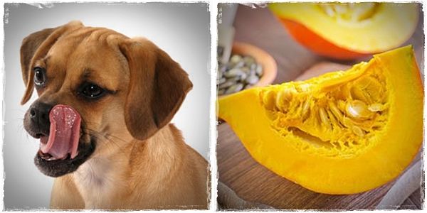 healthy foods for dogs to eat