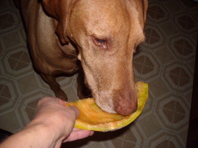 healthy foods for dogs with cantaloupe
