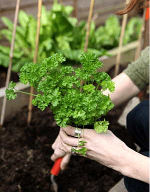 home gardening tips vegetables