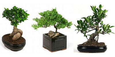 how to care for bonsai tree can