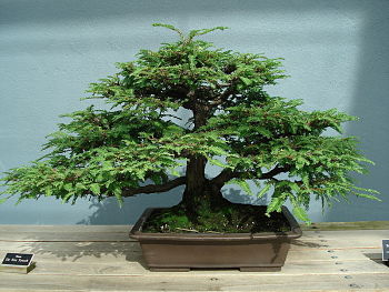 how to care for bonsai tree program