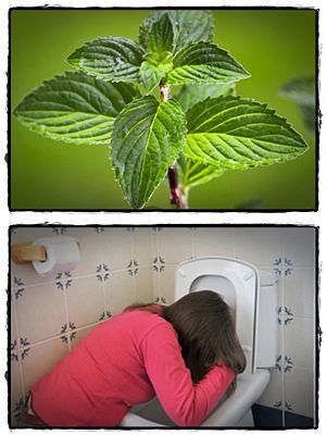 benefits of peppermint oil reduce nausea