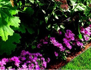 Plan the annuals and perennials