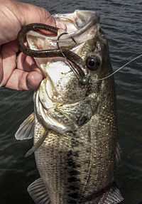 fishing tips and tricks bring the fish in with your net