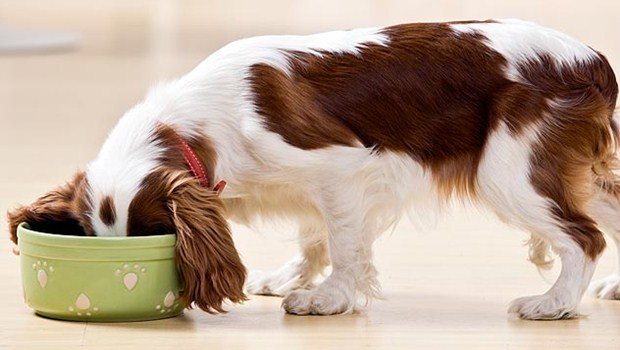 dog food secrets