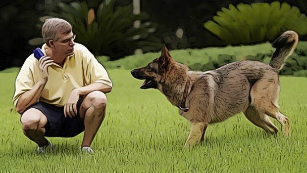 secrets to training a dog