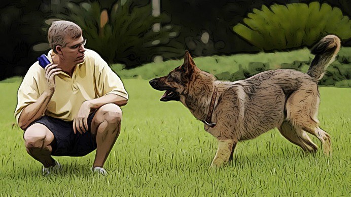 secrets to training a dog