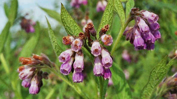 Comfrey