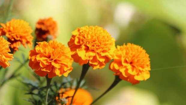 Marigold