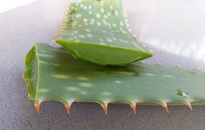 herbs to lose weight with aloe vera