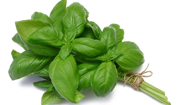 avoid foods hard to digest - basil