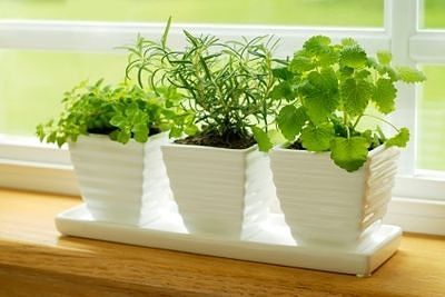 eating healthy on a budget with grow your own herbs