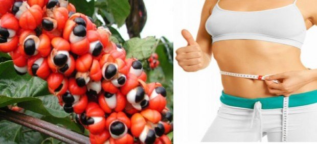 herbs to lose weight with guarana