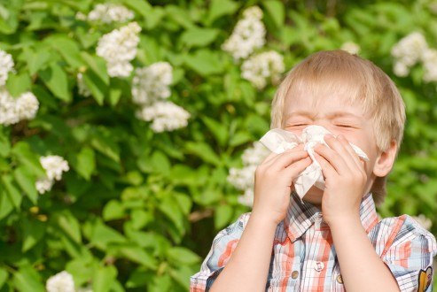 home remedies for allergies with natural and safe remedies for seasonal allergy