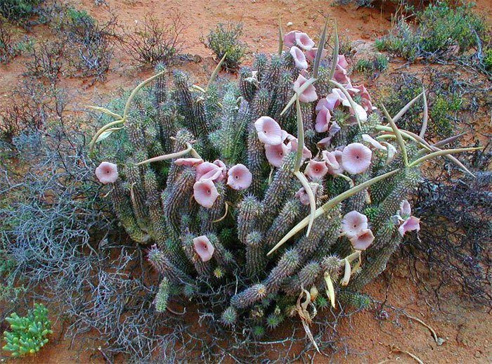 herbs to lose weight with hoodia gordonii