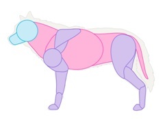 how to draw the dog's muscle structure Step 1