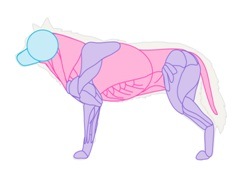how to draw the dog's muscle structure Step 3