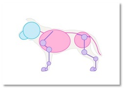 how to draw the dog's skeleton structure Step 4