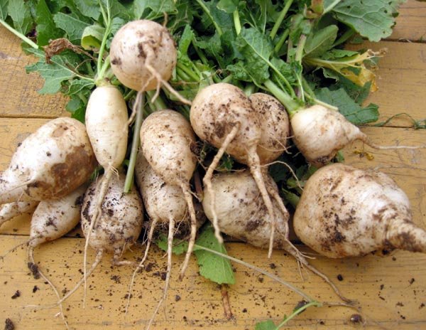 low calorie foods - turnips
