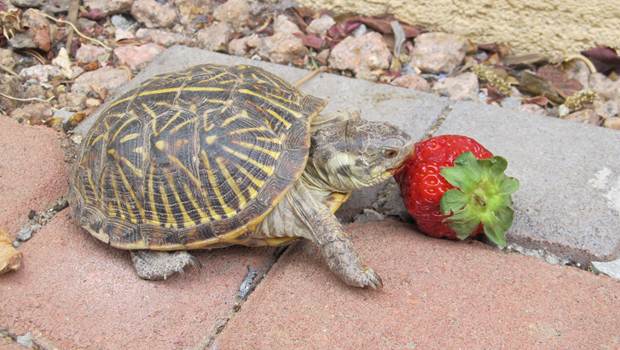 best pets to have - box turtles