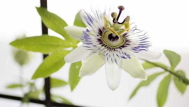 Try Using Passionflower