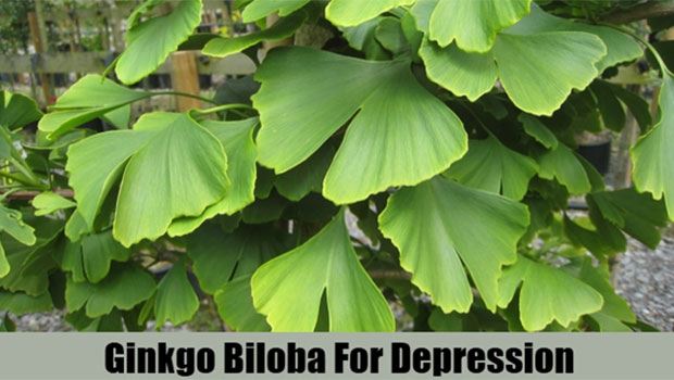 Use Ginkgo Biloba To Relieve Minor Depression
