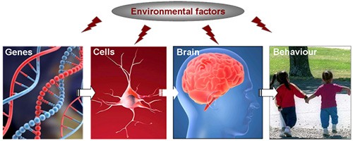 Environmental factors - Autism Spectrum Disorder