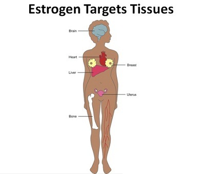 exposure to estrogen review