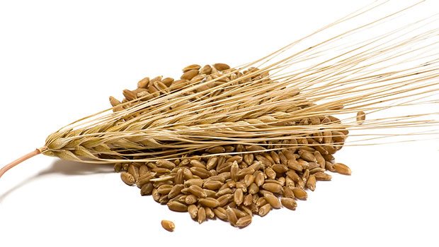 Barley - Healthiest Foods For Losing Weight