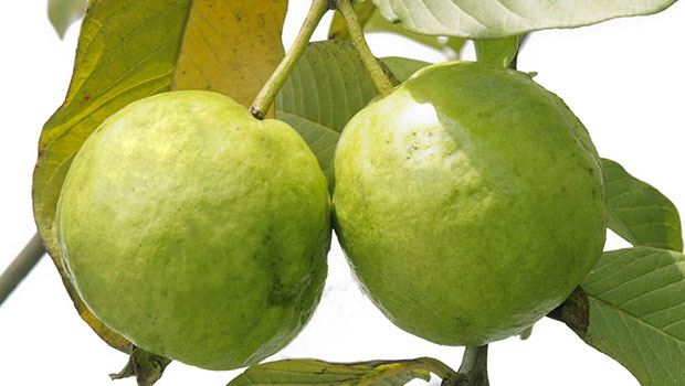 Guava - Healthiest Foods For Losing Weight