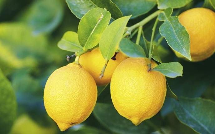 how to stop ingrown toenails - lemon