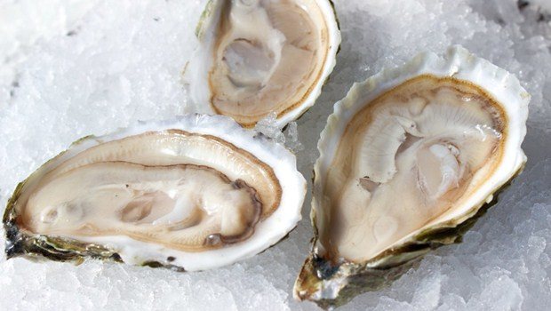 oysters and other shellfish