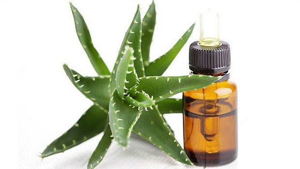aloe vera gel or essential oil download
