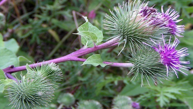 burdock root essential oil download