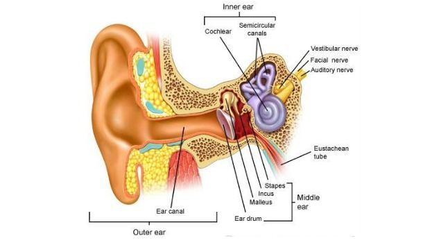 causes of a an ear infection download