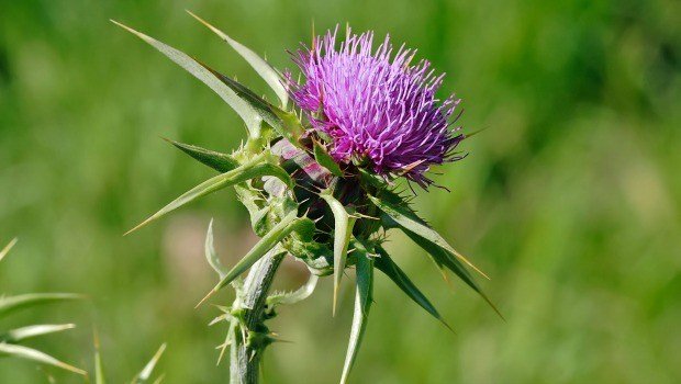 milk thistle