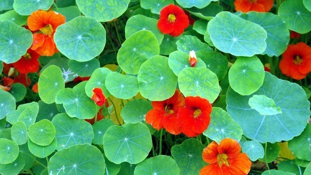 nasturtium