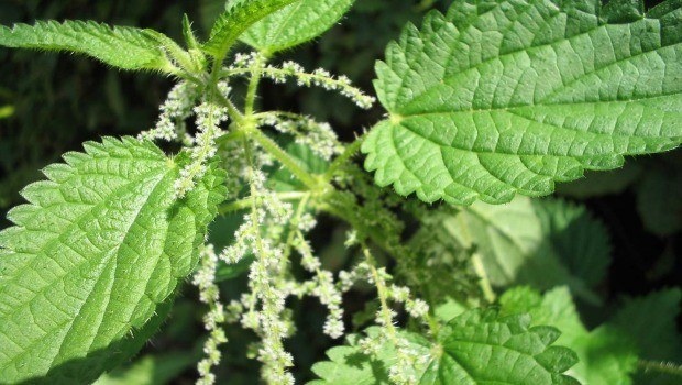 nettle